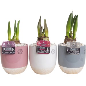 Amaryllis im Keramik-Gefäß Topf-Ø ca. 12 cm