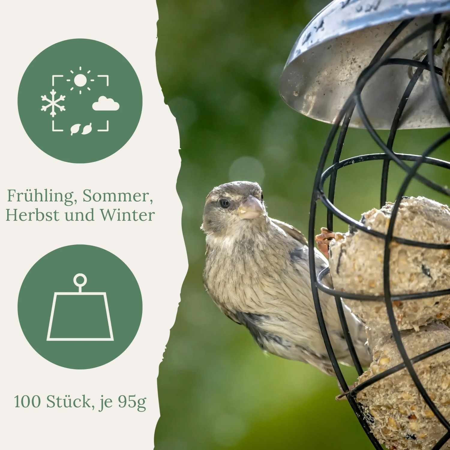Spatz frisst Orni Meisenknödel mit Insekten ohne Netz aus Futterspender. Ganzjahres-Wildvogelfutter.