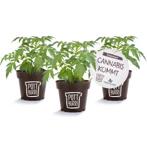 Drei Scheinhanf Pflanzen (Datisca cannabina) im braunen Topf, Topf-Ø ca. 13 cm.