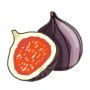 Illustration einer halbierten, reifen, violetten Echten Feige. Süße, rote Frucht mit Kernen.