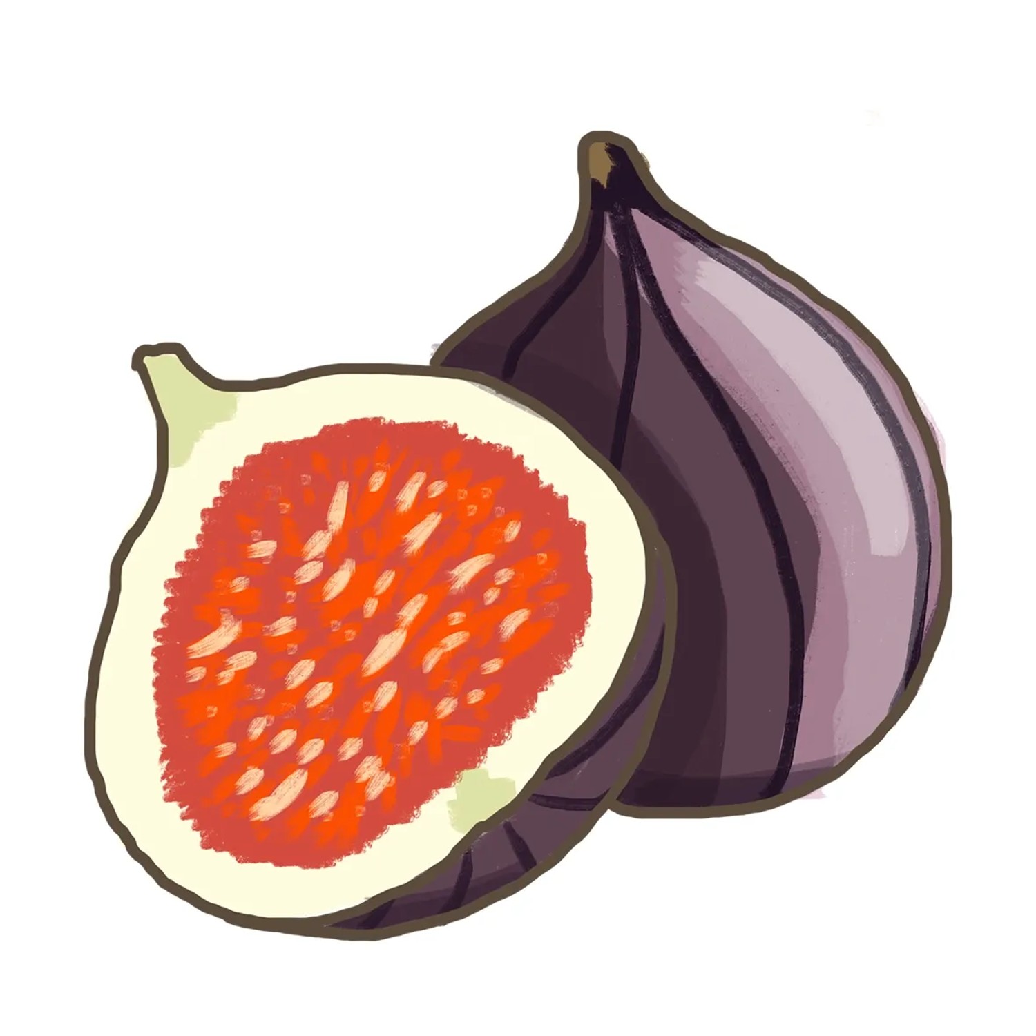 Illustration einer halbierten, reifen, violetten Echten Feige. Süße, rote Frucht mit Kernen.