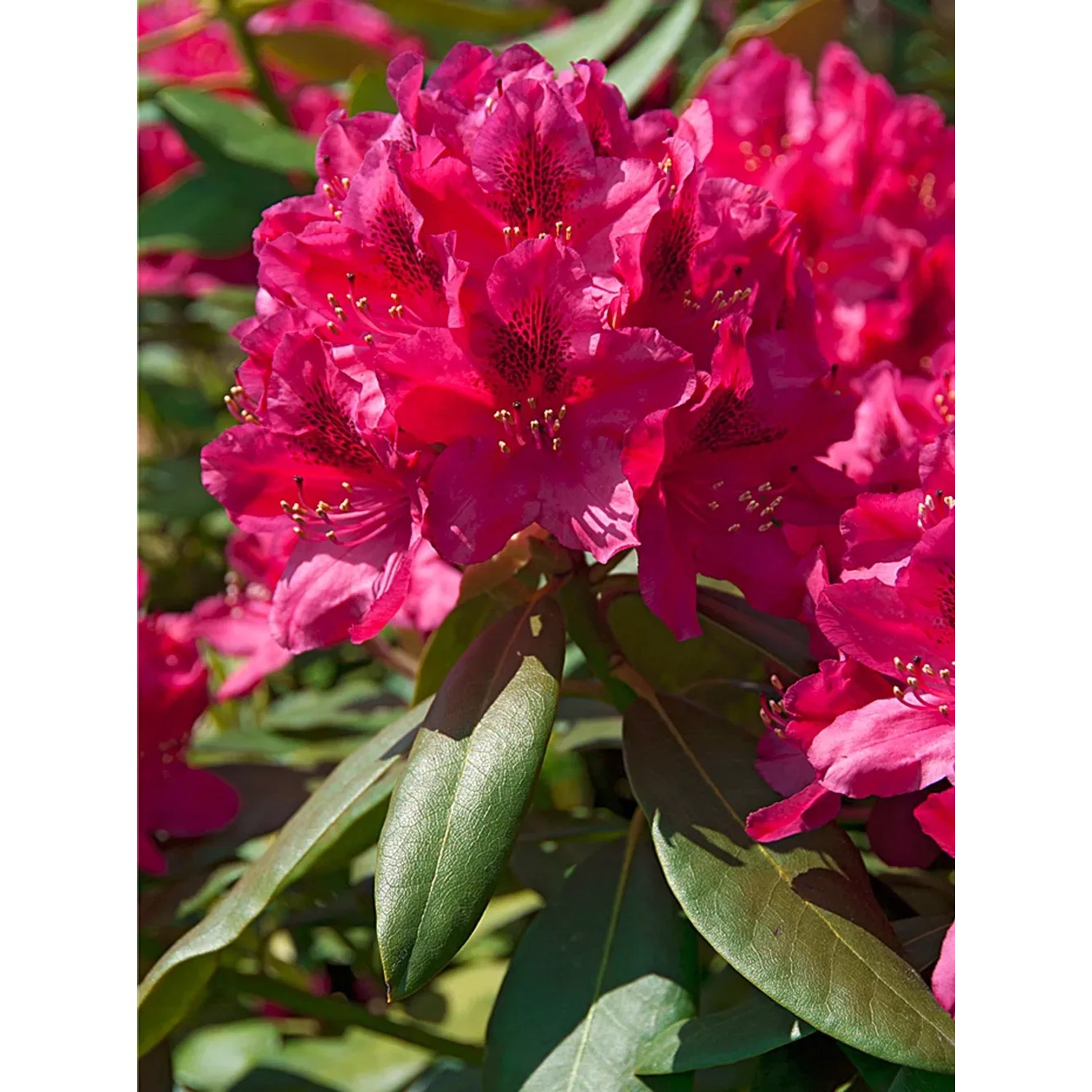 OBI Rhododendron "Nova Zembla" Rot Hhe ca. 50-60 cm Topf ca. 7,5 l  Rhododendron kaufen bei OBI