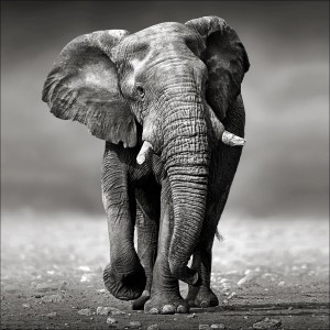 Graues Leinwandbild: Elefant im Querformat, 40x40 cm. Tier-Wandbild für Wohnzimmer.