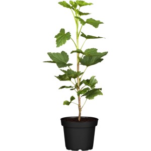 GROW by OBI Rote Johannisbeere "Jonkheer van Tets" ca. 40 - 60 cm Ribes rubrum