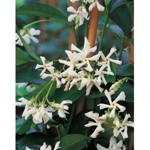 Immergrüner Sternjasmin (Rhyncospermum jasminoides) mit weißen Blüten, ca. 90 cm hoch im 18 l Topf.