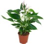 Flamingoblume Weiß im Topf, ca. 60-70 cm hoch. Anthurium andreanum mit weißen Blüten.
