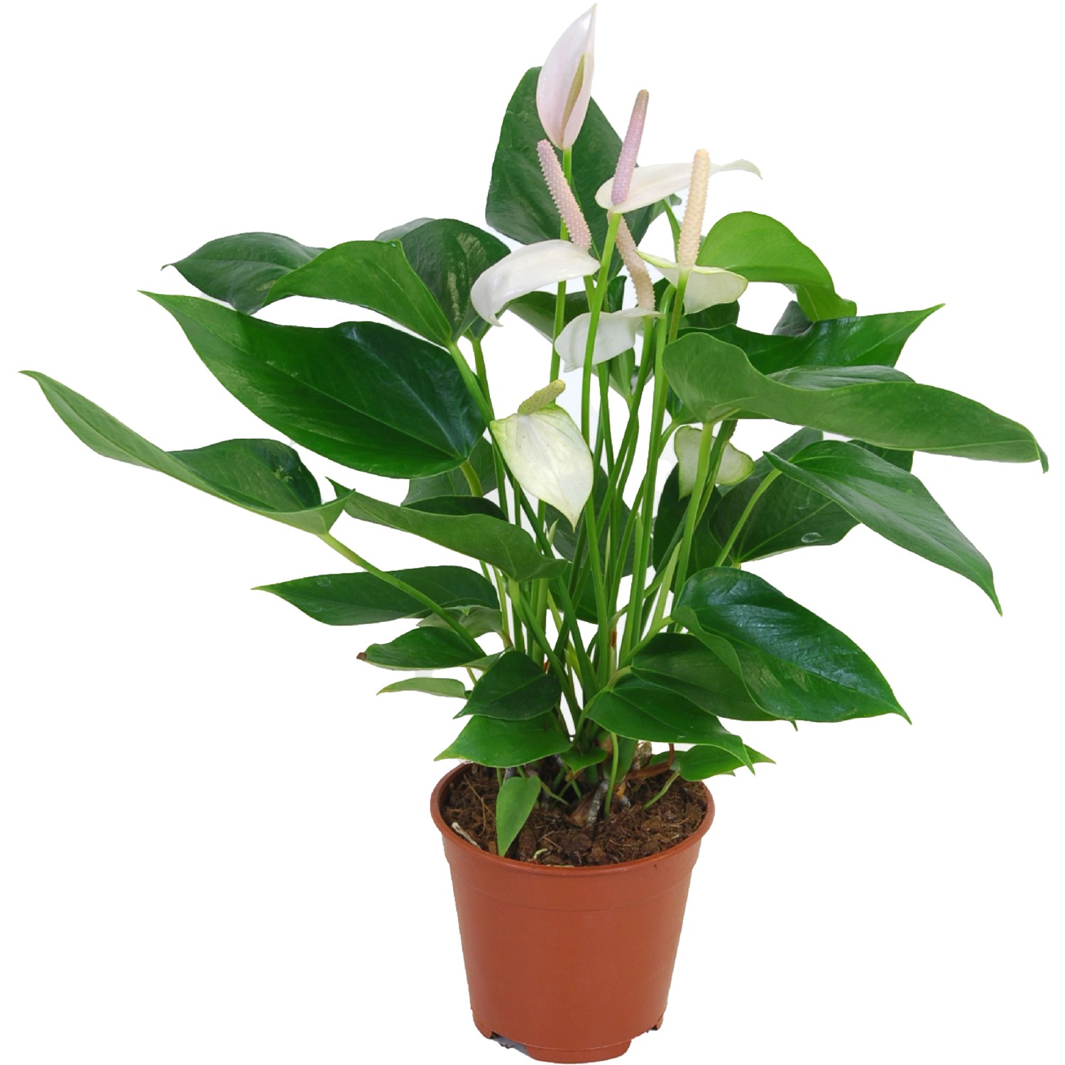 Flamingoblume Weiß im Topf, ca. 60-70 cm hoch. Anthurium andreanum mit weißen Blüten.