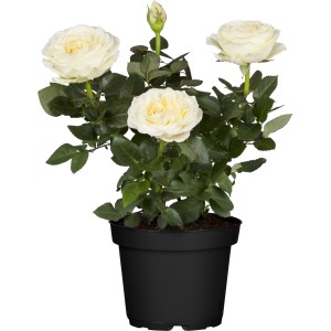 Weiße Bodendeckerrose im Topf (ca. 17 cm Ø) mit Blüten und Knospen.