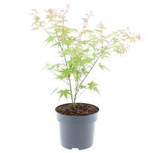 Japanischer Fächerahorn im Topf, ca. 40-60 cm hoch, grüne und rote Blätter.