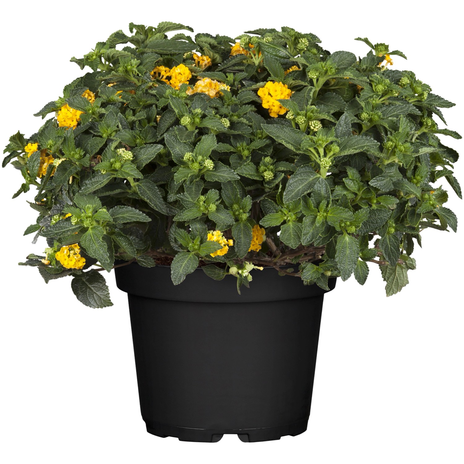 Wandelröschen Busch Höhe ca. 20 40 cm TopfØ ca. 17 cm Lantana camara