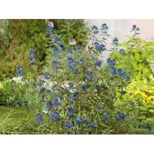 Blühende Bartblume 'Heavenly Blue' im Topf, ca. 40-50 cm hoch, mit blauen Blüten.