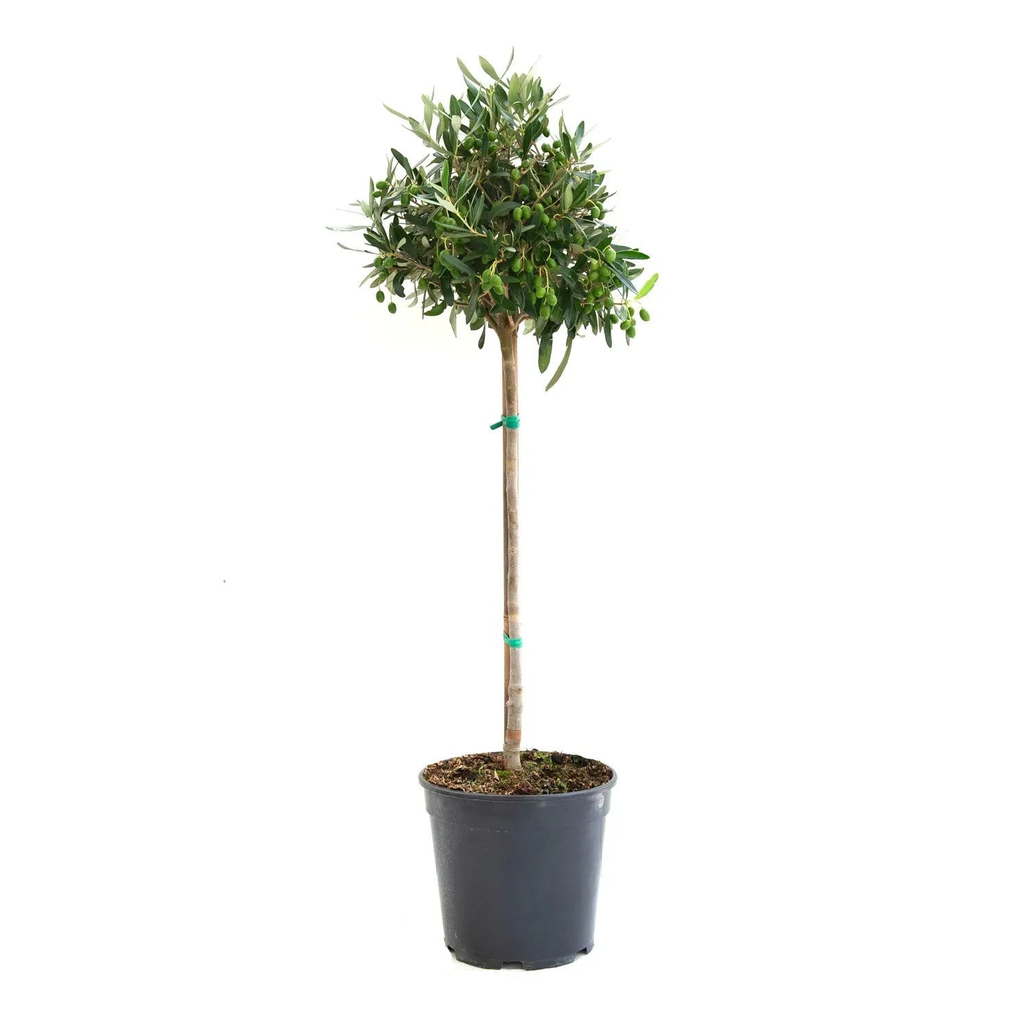 hanging chinese money plant Coin Plant 2.5