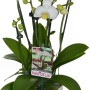 Schmetterlingsorchidee 'Showtime' mit weißen Blüten und 6+ Rispen im weißen Topf (ca. 12cm Ø).