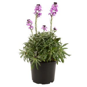 Schöterich Violett im Topf, Erysimum linifolium, violette Blüten, grüne Blätter.