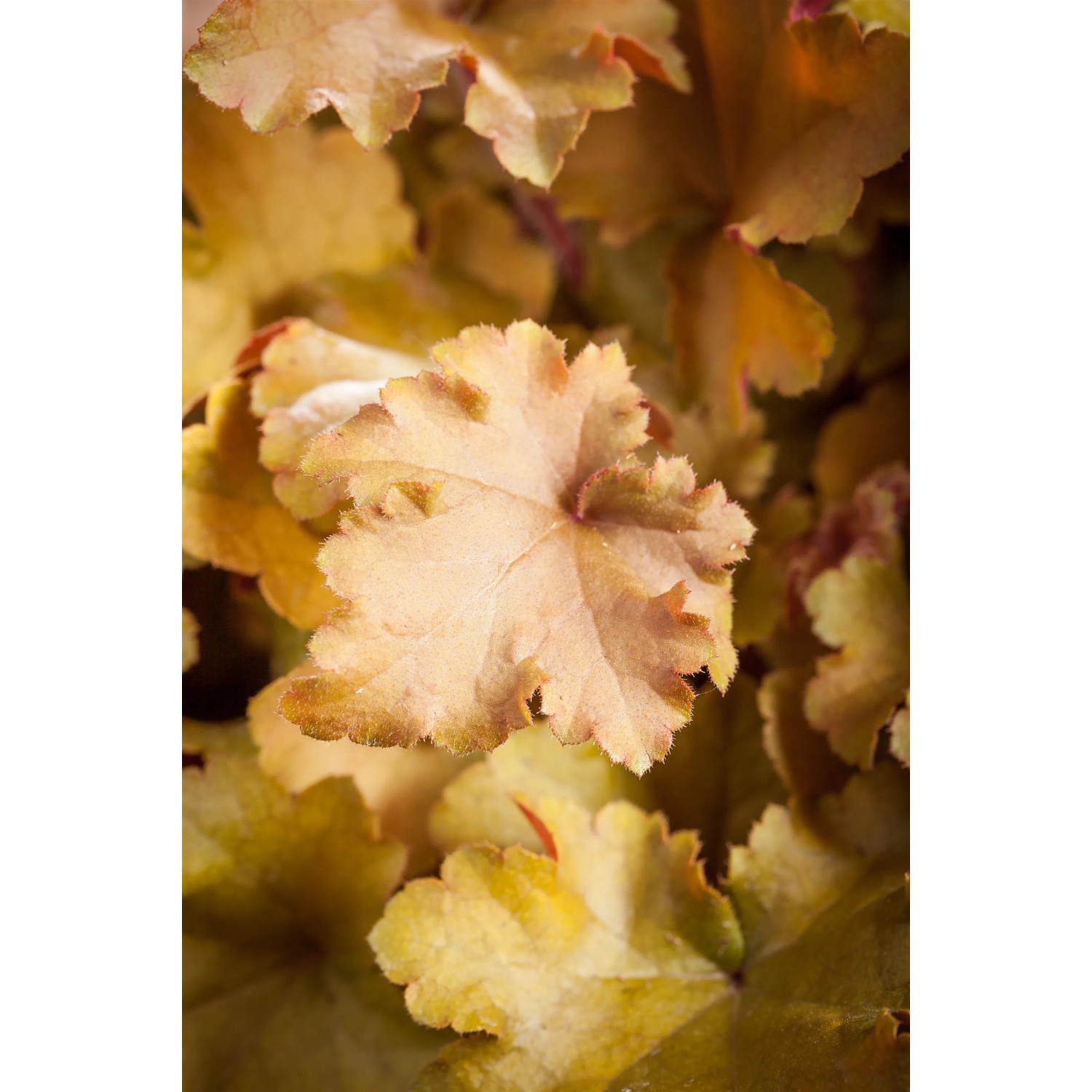 Nahaufnahme des orange-goldenen Purpurglöckchens 'Indian Summer Marmelade' im Topf.