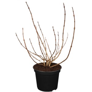 Weigelie Alexandra im Topf, blutrote Sorte mit kahlen Ästen. Ideal für Garten und Beet.