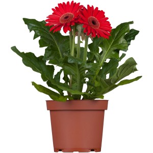 Rote Gerbera (Gerbera hybrida) im braunen Topf, ca. 14 cm Durchmesser.
