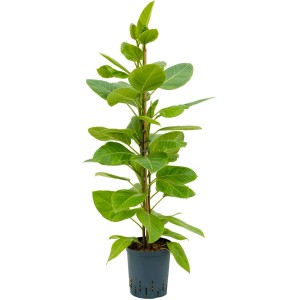 Hohe Feige 'Yellow Gem' im Topf, eine dekorative Grünpflanze für den Innenbereich.