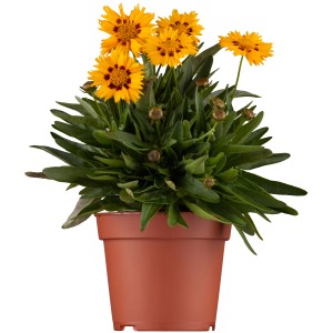 GROW by OBI Mädchenauge "Presto" Gelb Höhe ca. 25 cm Coreopsis grandiflora
