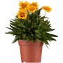 Gelbes Mädchenauge 'Presto' im Topf, ca. 25 cm hoch. Coreopsis grandiflora, eine farbenfrohe Staude von GROW by OBI.