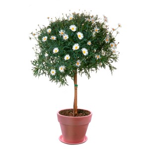 Garten-Margerite als Hochstamm im Topf, weiße Blüten, grüne Blätter. Ideal für Kübel.