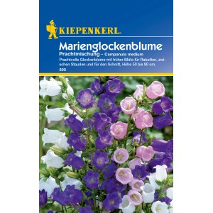 Kiepenkerl Marienglockenblume Prachtmischung mit Blüten in Weiß, Lila und Rosa.