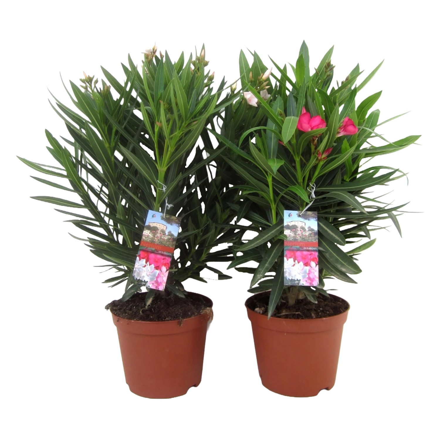 Oleander TopfØ ca. 17 cm Nerium oleander kaufen bei OBI