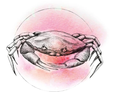 40 Wandbild Crab x cm OBI Watercolor Komar 30 kaufen bei