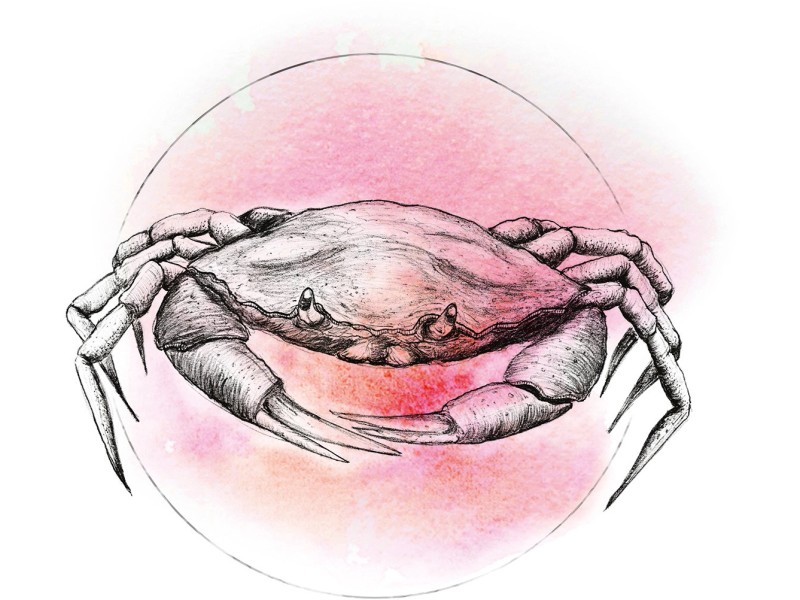 40 Watercolor Komar bei 30 OBI cm x kaufen Crab Wandbild