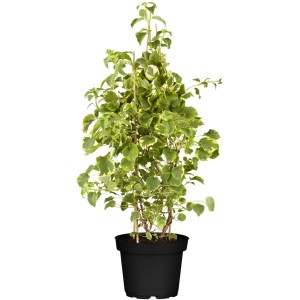 Kletterhortensie Weiß/Creme Topf-Ø ca. 17 Hydrangea petiolaris