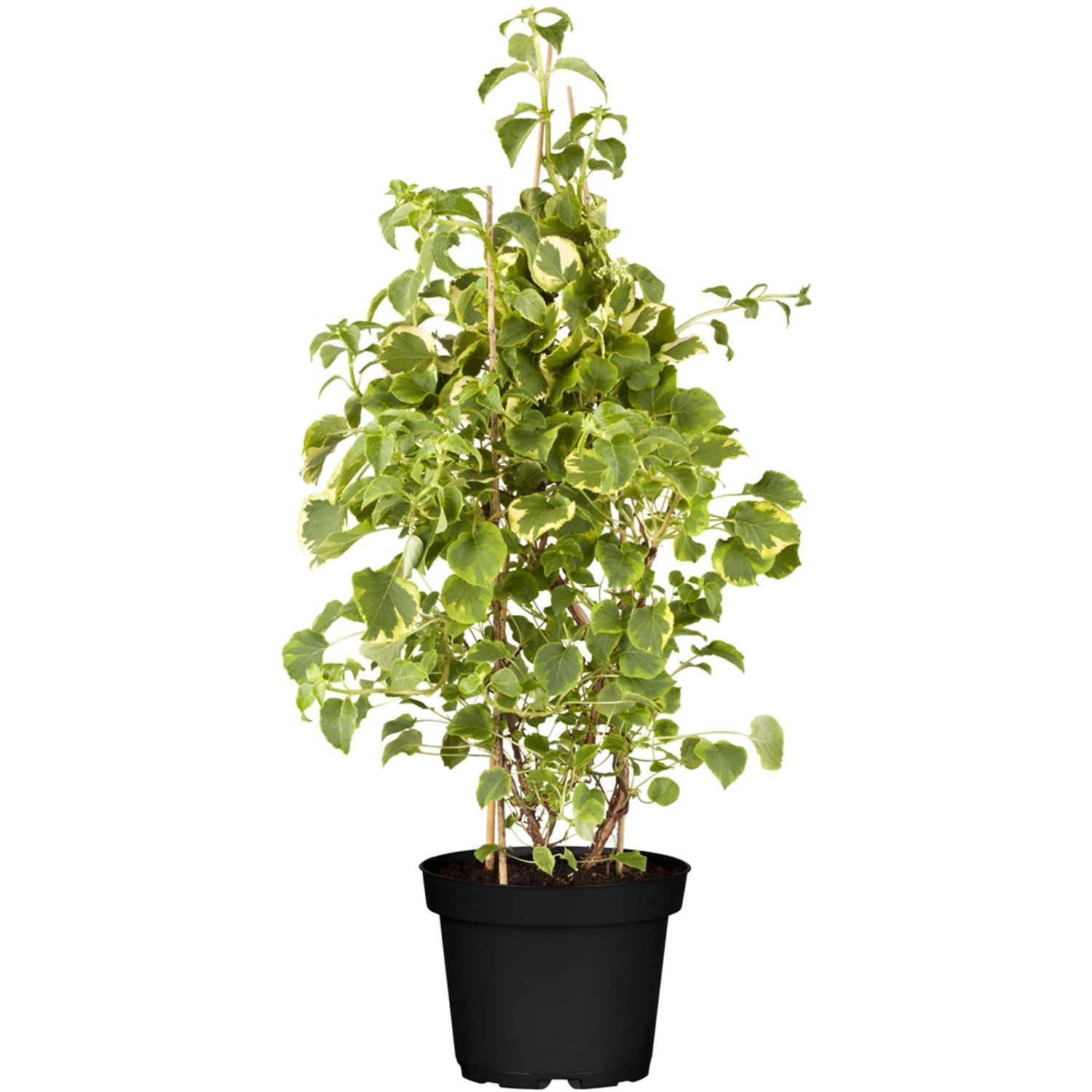 Hortensie Kletterpflanze kaufen bei OBI