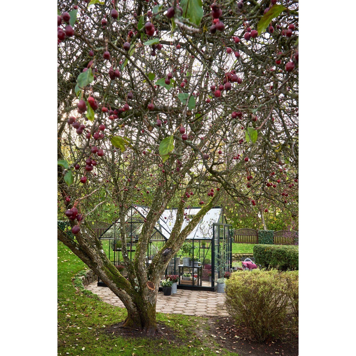 Halls Gewächshaus Garden Room Grün 12,9 m² im Garten unter einem Baum mit roten Früchten.