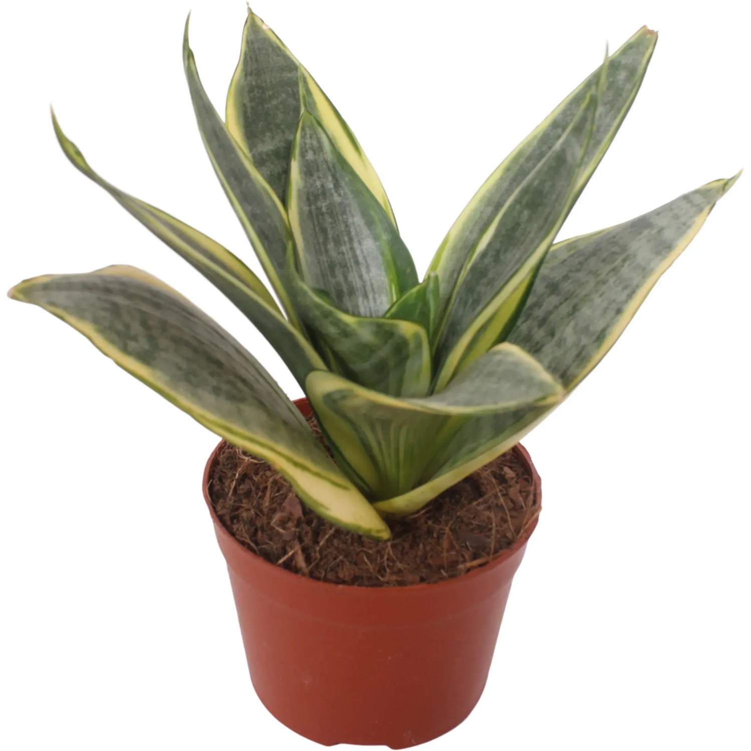 Bogenhanf Hahnii im braunen Topf, eine pflegeleichte Grünpflanze mit gelb-grünen Blättern.