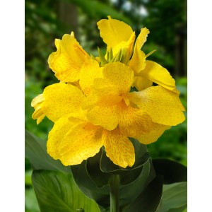 Gelbes Indisches Blumenrohr (Canna) im Topf, Höhe ca. 30 cm. Exotische Teichpflanze mit großen Blüten.