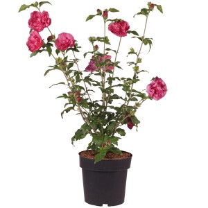 Garteneibisch 'Magenta Chiffon' im Topf, ca. 50-60 cm hoch, mit magentafarbenen Blüten.