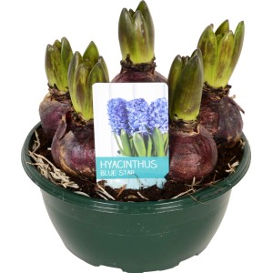 Blaue Hyazinthe Diamond Collection im Topf (ca. 16 cm Ø) als Frühjahrsbepflanzung.