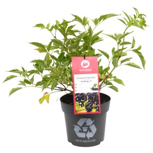 Holunder 'Haidegg 17' im Topf, ca. 30-40 cm hoch. Ideal für Garten & zur Saftherstellung.