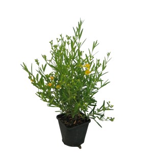 Johanniskraut 'Gemo': Gelb blühender Strauch im Topf, ca. 20-30 cm hoch.