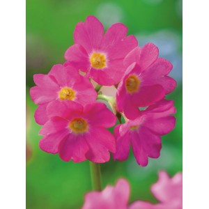 Nahaufnahme der rosa Sumpfglockenprimel (Primula rosea) mit gelber Mitte, ideal für den Gartenteich.