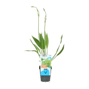 Froschlöffel im 9 cm Topf, Alisma plantago-aquatica, für den Gartenteich.