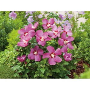 Garten-Eibisch Big Hibiskiss Rosa mit großen, rosafarbenen Blüten und weinroter Mitte.