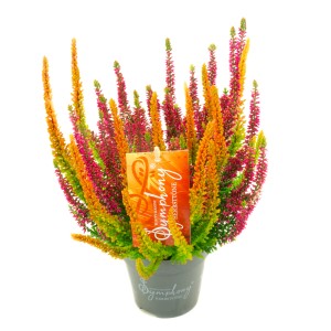 Besenheide Symphony im Topf, Calluna vulgaris mit orangen und pinken Blüten.