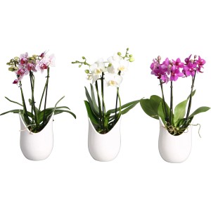 Schmetterlingsorchideen-Arrangement mit drei Pflanzen in weißen Keramiktöpfen.