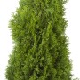 Lebensbaum Smaragd, 160-180 cm hoch, im Jutesack, ideal als Heckenpflanze.