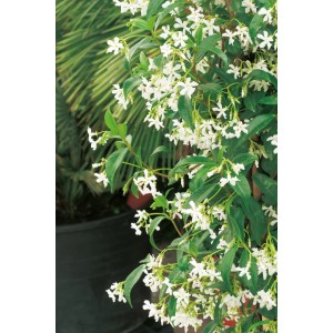 Blühender Sternjasmin (Rhyncospermum jasminoides) im Topf, ca. 90 cm hoch.