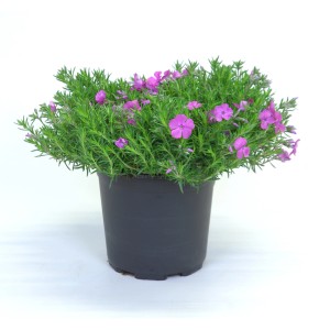 Steingartenpflanze mit pinken Blüten im Topf, ca. 15-25 cm hoch.