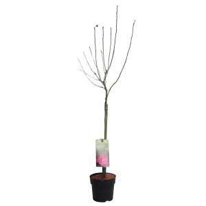 Garteneibisch Stamm im Topf, ca. 50-60 cm hoch. Hibiskus als Solitärgehölz für Garten und Balkon.