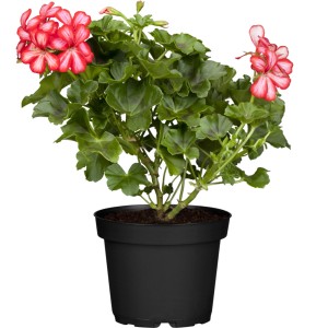 Hängende Geranie (Pelargonium peltatum) im Topf, rote Blüten mit weißem Rand.