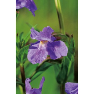 Nahaufnahme einer lila Gauklerblume (Mimulus ringens) im Topf. Dekorative Sumpfpflanze.