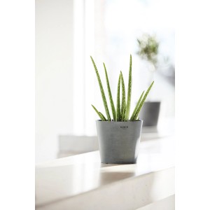 Ecopots Amsterdam Pflanztopf, Ø 10,5 cm, grau, mit Aloe Vera Pflanze.